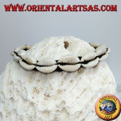 Bracelet of carea cowrie shells with analergic metal clasp
