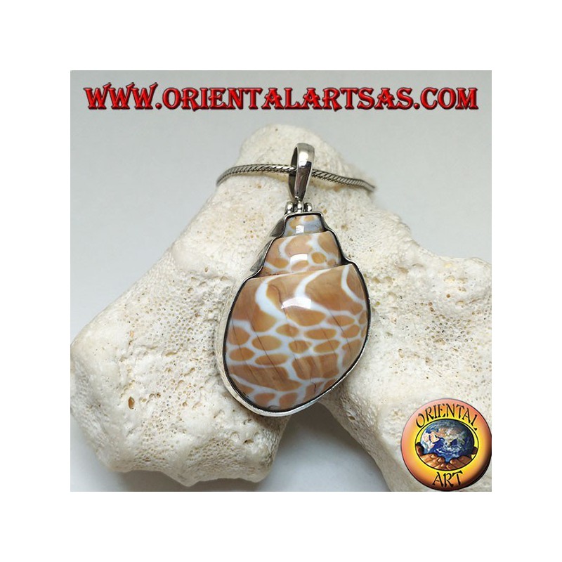 Silver pendant with fossil marine gastropod (shell / shell)