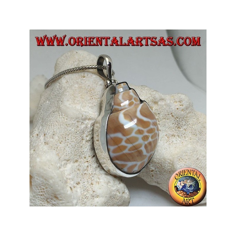 Silver pendant with fossil marine gastropod (shell / shell)