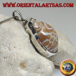 Silberanhänger mit fossiler Meeresschnecke (Muschel / Muschel)