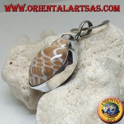 Silver pendant with fossil marine gastropod (shell / shell)