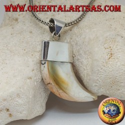 Large pendentif en argent nacre Calliostoma
