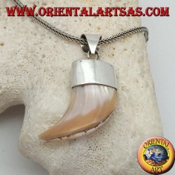 Breiter Calliostoma Perlmutt Silber Anhänger