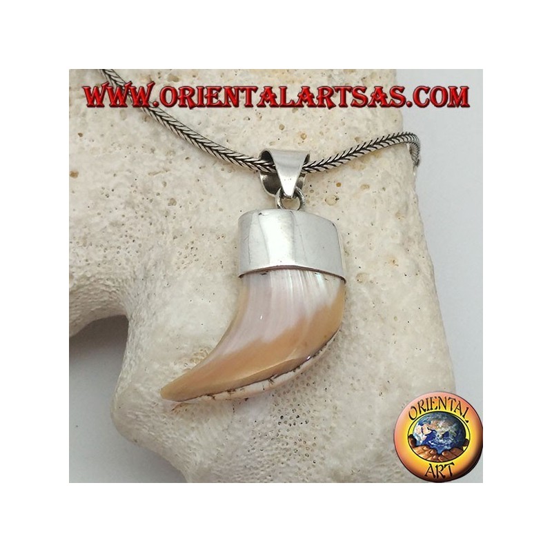 Breiter Calliostoma Perlmutt Silber Anhänger