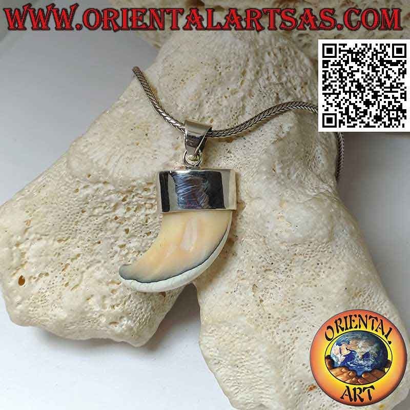 Colgante grande de cuerno de nácar Calliostoma en plata