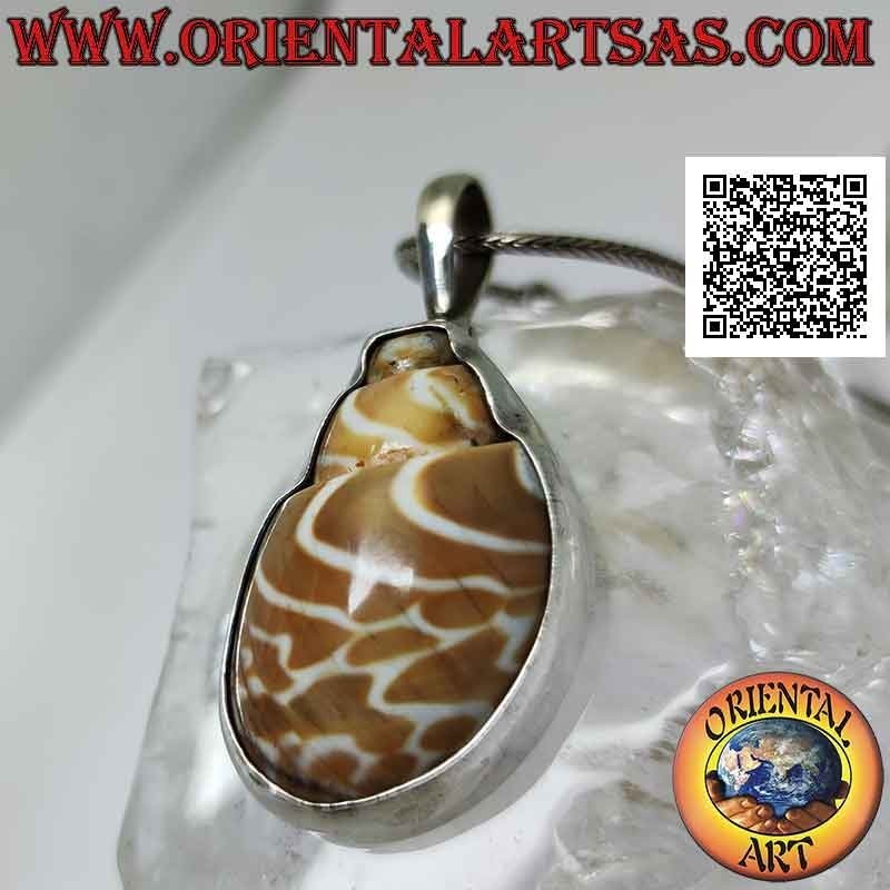 Silver pendant, "strombus" shell section set on a smooth wire frame