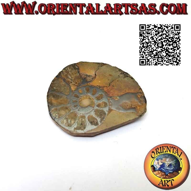 Sezione di metà fossile di ammonite lucido opalescente (medio)