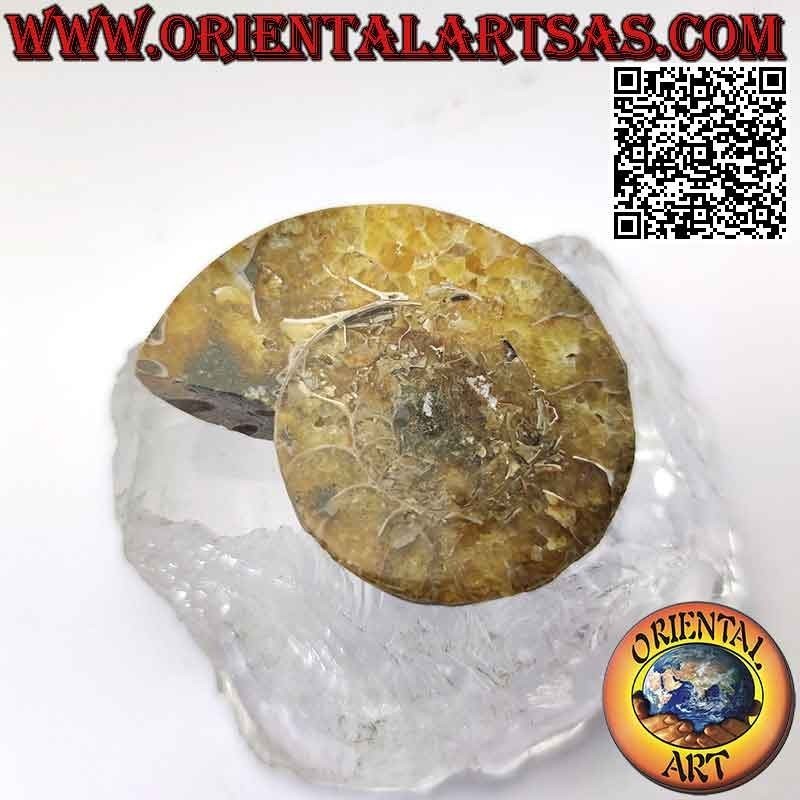 Sezione di metà fossile di ammonite lucido opalescente (grande)