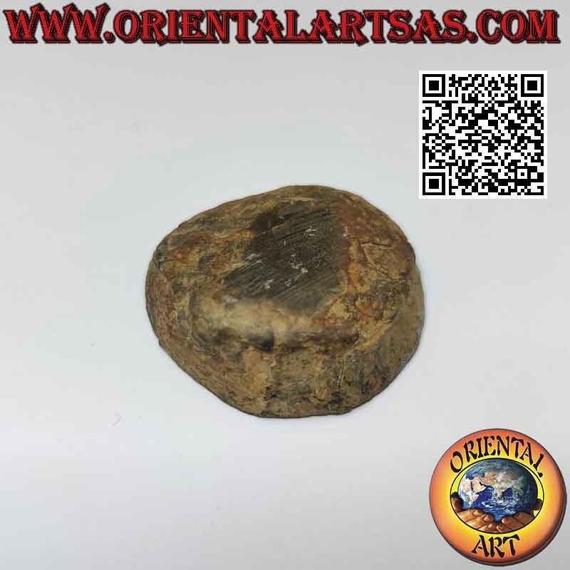 Rebanada de septaria cruda