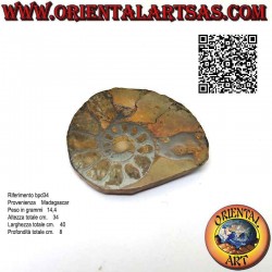 Section of half fossil of...