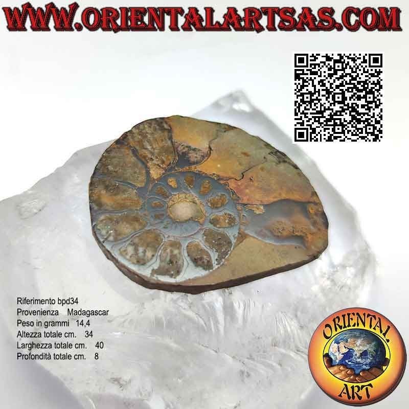 Section de la moitié d'un fossile d'ammonite brillante opalescente (moyenne)