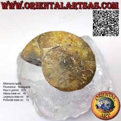 Media sección fósil de...