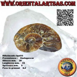 Sezione di metà fossile di ammonite lucido opalescente (piccolo)