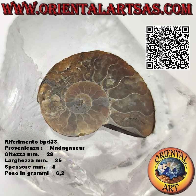 Sezione di metà fossile di ammonite lucido opalescente (piccolo)