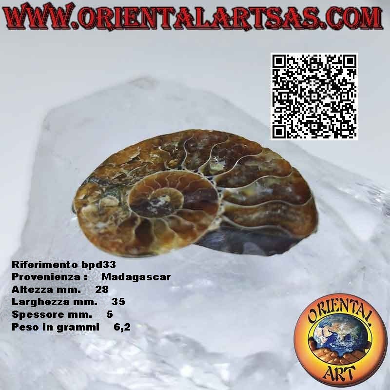 Polished opalescent ammonite fossil half section (small)