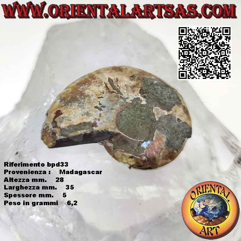 Polished opalescent ammonite fossil half section (small)