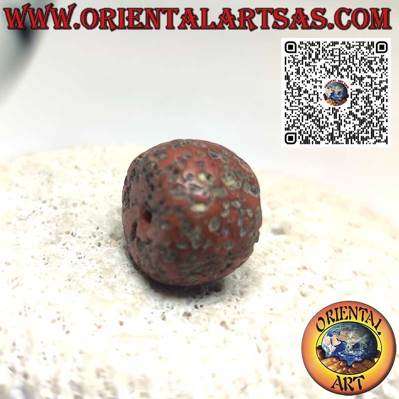 Corail Tibétain Ancien & Rare | Fossile Authentique Naturel