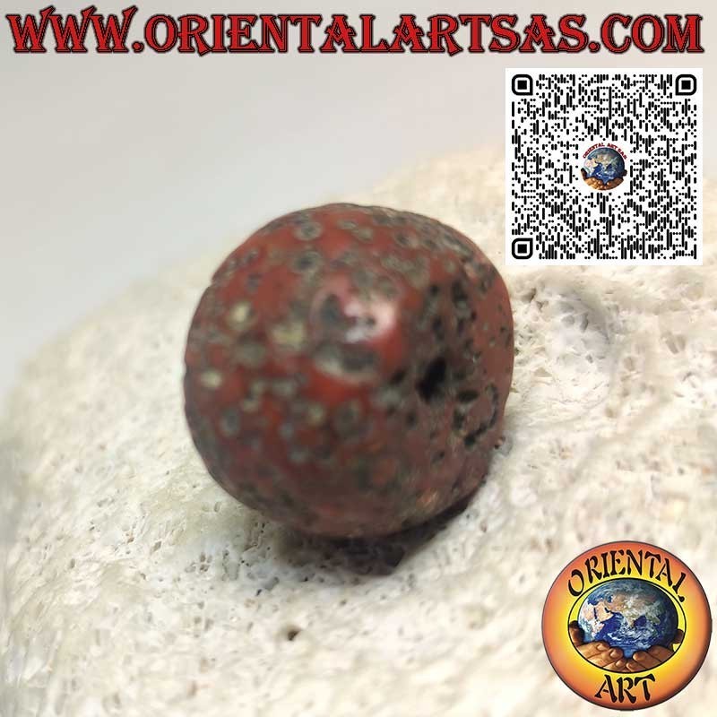Corail Tibétain Ancien & Rare | Fossile Authentique Naturel