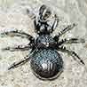 P. Insects and Arachnids